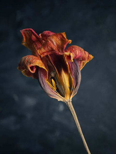 Withered orange tulip on a dark background von Andreas Berheide Photography