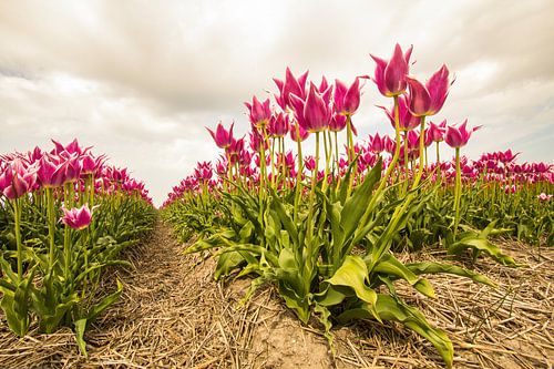 Bollenvelden met roze tulpen in Noord-Holland.