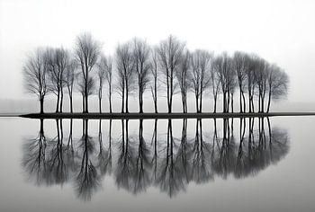 Les arbres aux Pays-Bas