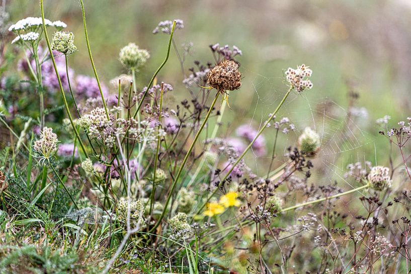 Fleurs sauvages en bord de route par Diana Kors