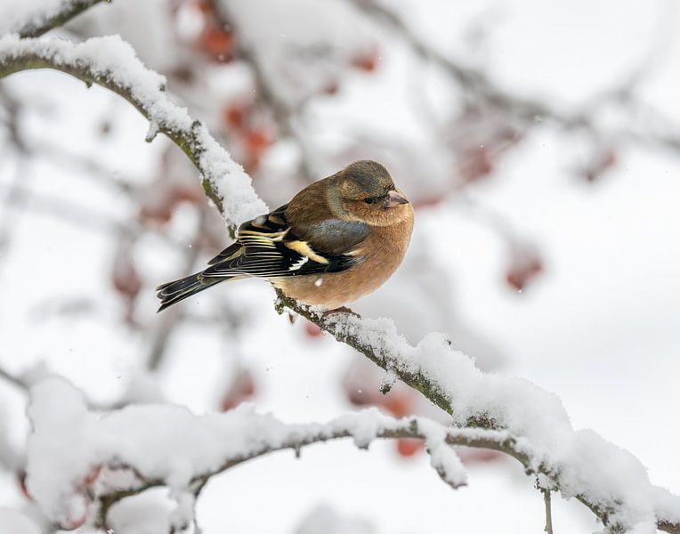 Close-up of a male chaffinch in the snow by ManfredFotos