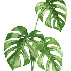 Monstera Deliciosa als Triptychon (1 v. 3) von AidasignArt
