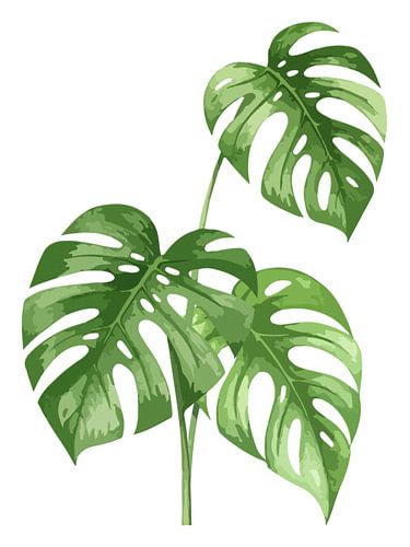 Monstera Deliciosa als drieluik (1 van 3)