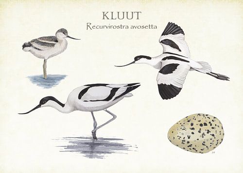 Kluut