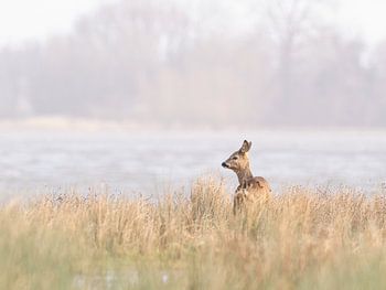 Ree aan de rand van water