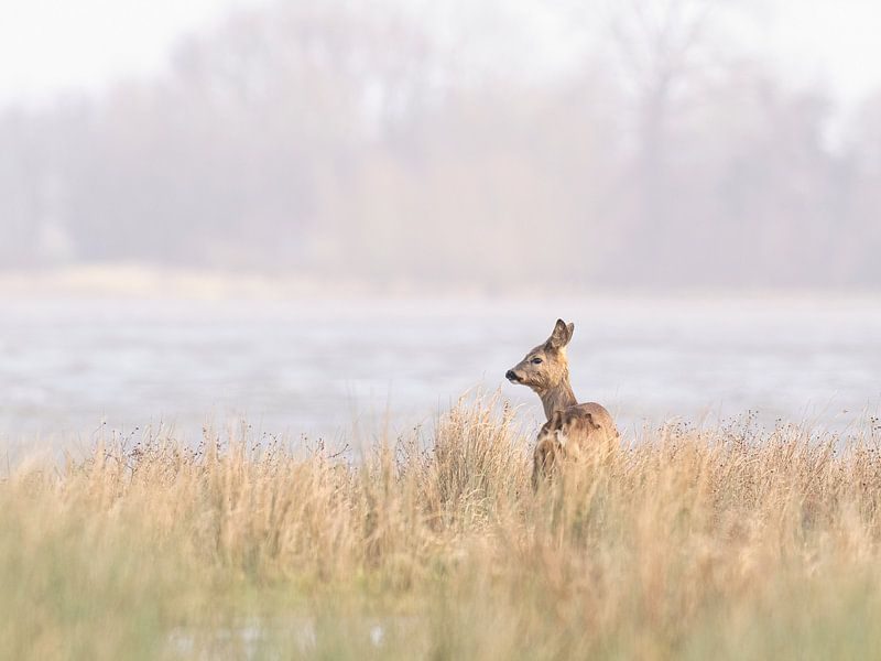 Roe deer at water's edge by Laurens de Waard