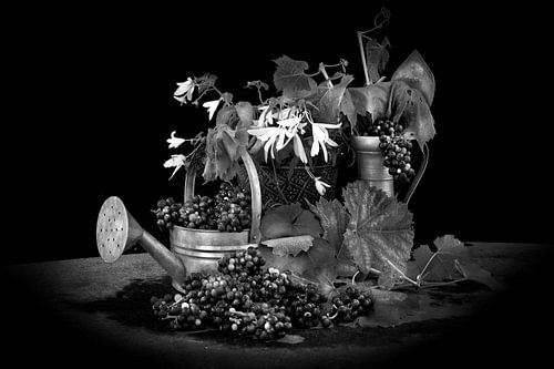 Still life in black and white. Watering can with grapes