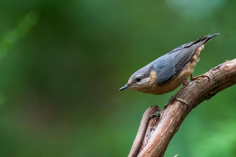 Boomklever van Merijn Loch
