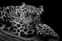 Relaxing leopard