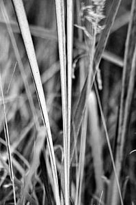 Les herbes sauvages des marais au jardin botanique