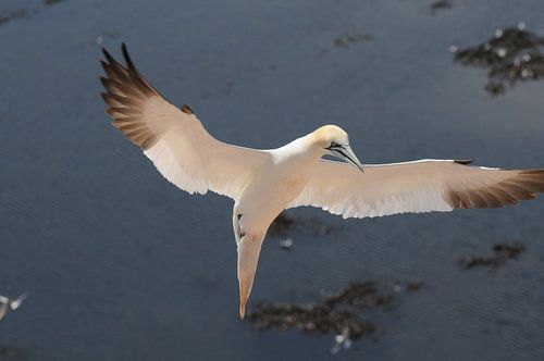 Jan van Gent voor de landing van Peter Zwitser