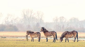 Exmoor-Ponys auf der Wiese von Marcel Kieffer