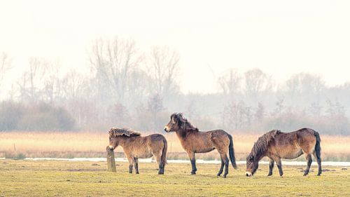 Exmoorpony`s in de weide 3
