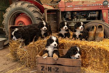 Bernese seniors Pups by Bob de Bruin