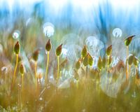 moss