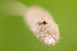 Kleine rover sur Marcel  van Rooijen
