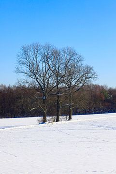 Winterboom van Thomas Jäger