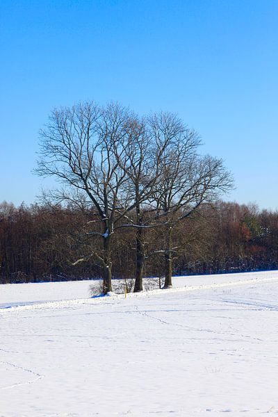Winterboom van Thomas Jäger