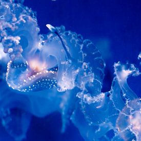 Jellyfish von Sander Wiessner