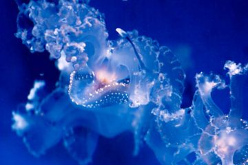Jellyfish van Sander Wiessner