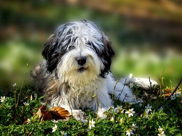 Hund - PON - Polski Owczarek Nizinny, polnischer Niederungshütehund von Peter Roder