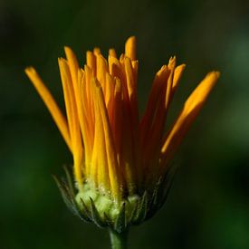 Ontluikende bloem van Jaap Kloppenburg