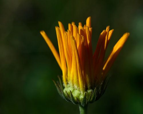 Fleur en herbe sur Jaap Kloppenburg