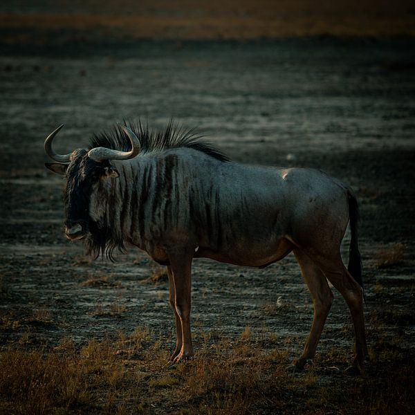 "Power and Serenity of the Wildebeest in Etosha" by Saskia Strack