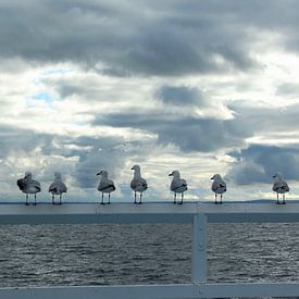 Mouettes avec un beau ciel sur Ingrid Meuleman