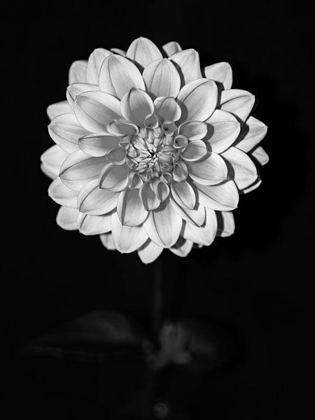 DAHLIA ZWART/WIT OP STEEL van Henriette Tischler van Sleen