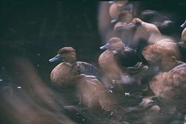 Vögelchen Langzeitbelichtung von Karin van Bylevelt