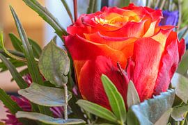 FLORA : THE ROSE by Photoart-Naegele