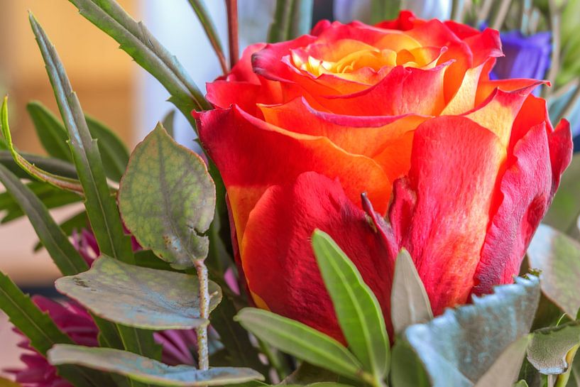 FLORA : THE ROSE by Photoart-Naegele