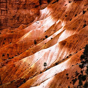 Baum im Bryce Canyon Nationalpark von Dieter Walther