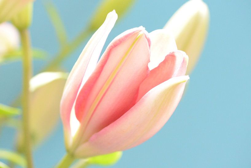 Spring par Ilona van der Burg