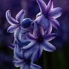 Hyacinths during the blue hour. by Justin Sinner Photography (Photographer on Texel)