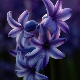 Hyazinthen während der blauen Stunde. von Justin Sinner Photography (Fotograf auf Texel)