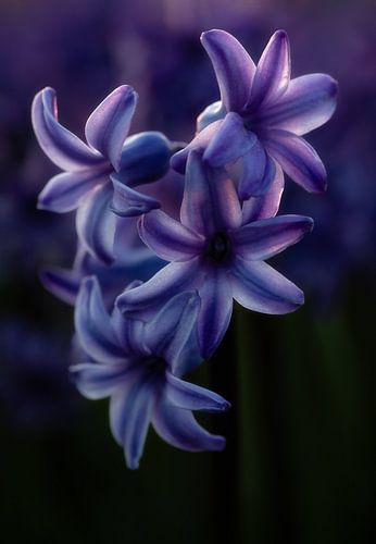 Hyacinten tijdens het blauwe uurtje. van Justin Sinner Photography ( Fotograaf op Texel)