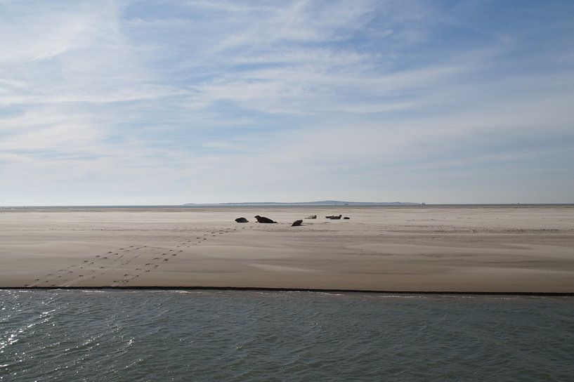 Seehunde auf der Sandbank von Terschelling von Maurits Bredius