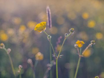 Wild Flowers by Martijn Wit