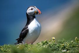 Puffin by Guy Bostijn