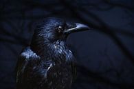 Raven in the dark forest von Elianne van Turennout Miniaturansicht