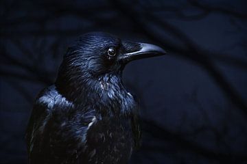 Raven in the dark forest