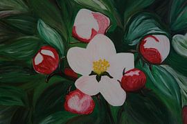 Kirschblüte