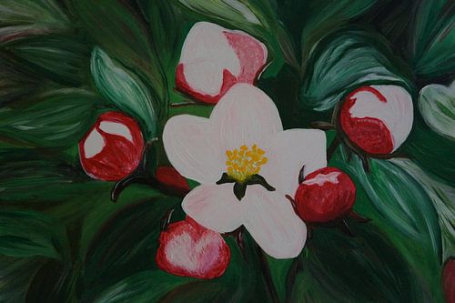 Kirschblüte