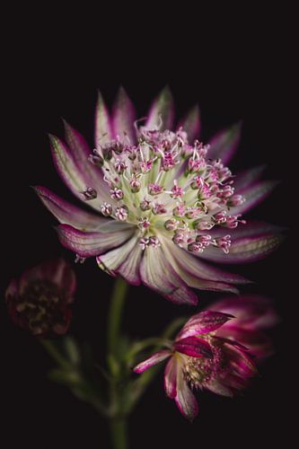 L'étoile Astrantia