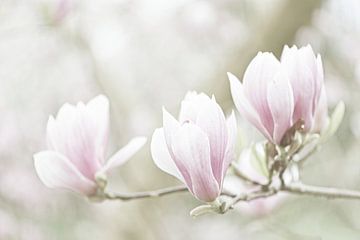 Magnolia bloemen in pastel kleur van Dirk-Jan Steehouwer