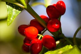 Red berries by Cor Goedhart