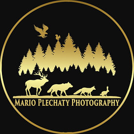 Mario Plechaty Photography profielfoto