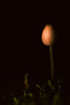 Bourgeonnement en automne